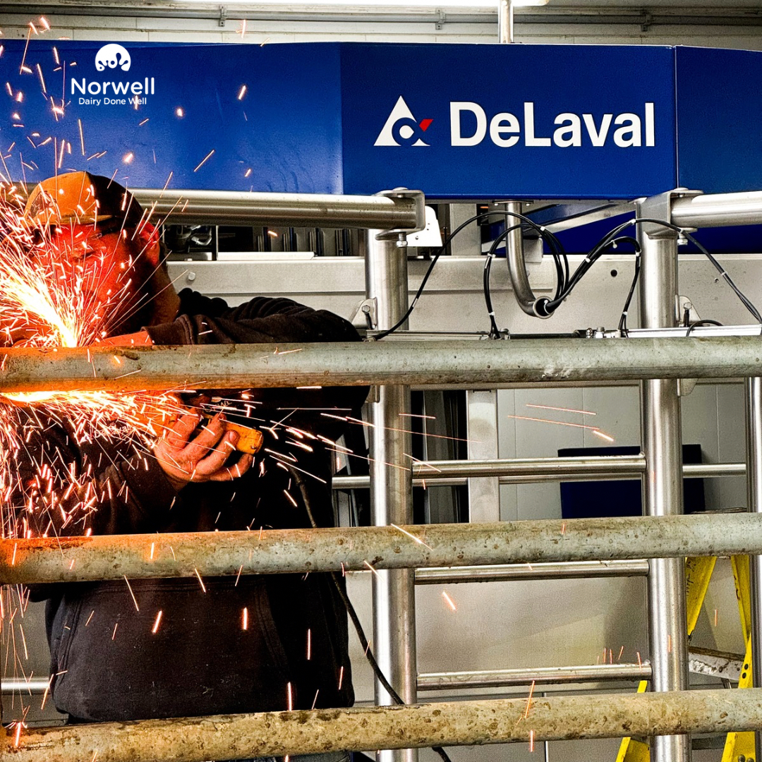 NorwellDairy's tweet image. Another robot swap in the books!! Today was a busy day at Meadowbloom Holsteins!  They have upgraded their @Delaval classic robot to a V300!   The new V300 is up and running and everyone is excited to see it going! 
#dairydonewell #robotupgrade #happycowshappyfarmer #teamblue💙