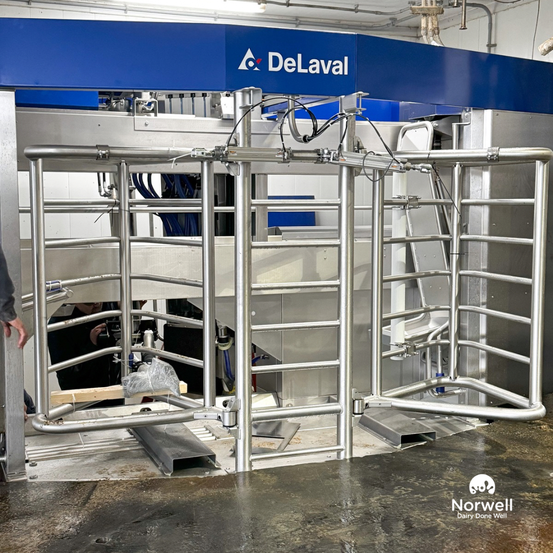NorwellDairy's tweet image. Another robot swap in the books!! Today was a busy day at Meadowbloom Holsteins!  They have upgraded their @Delaval classic robot to a V300!   The new V300 is up and running and everyone is excited to see it going! 
#dairydonewell #robotupgrade #happycowshappyfarmer #teamblue💙