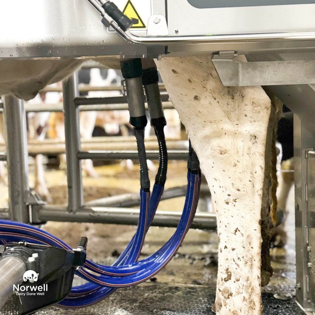 NorwellDairy's tweet image. Another robot swap in the books!! Today was a busy day at Meadowbloom Holsteins!  They have upgraded their @Delaval classic robot to a V300!   The new V300 is up and running and everyone is excited to see it going! 
#dairydonewell #robotupgrade #happycowshappyfarmer #teamblue💙