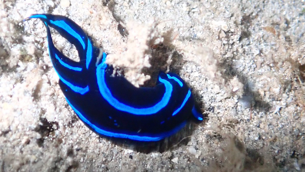 numenini's tweet photo. From Coron, Philippines this April, for #SeaSlugDay some beauties: Lovely Headshield Slug (Chelidonura amoena), Blue Velvet Headshield Slug (C. varians), Phyllidiella nigra & Mourning Dorid (Jorunna funebris) plus the less lovely Blunt-end Seahare (Dolabella Auricularia). 1/2 https://t.co/KAd4qEo41W