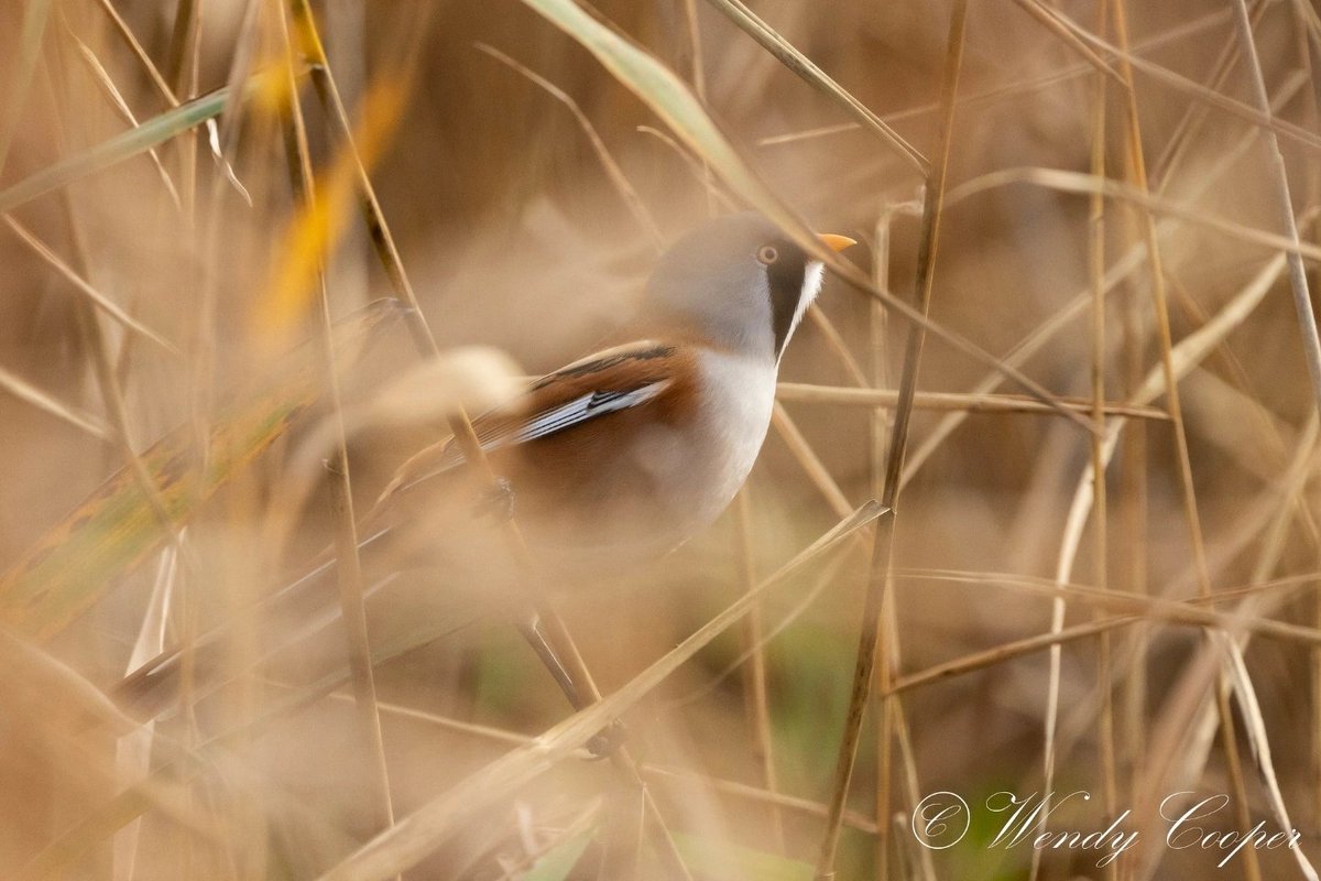 wendycooper22's tweet photo. Bearded Reedling, a slightly longer fleeting glimpse!
Quite like the through the reeds view, hints more about the bird &amp; it's habitat.. 
@Natures_Voice @RSPBMinsmere @BBCSpringwatch https://t.co/joxblIcvxC