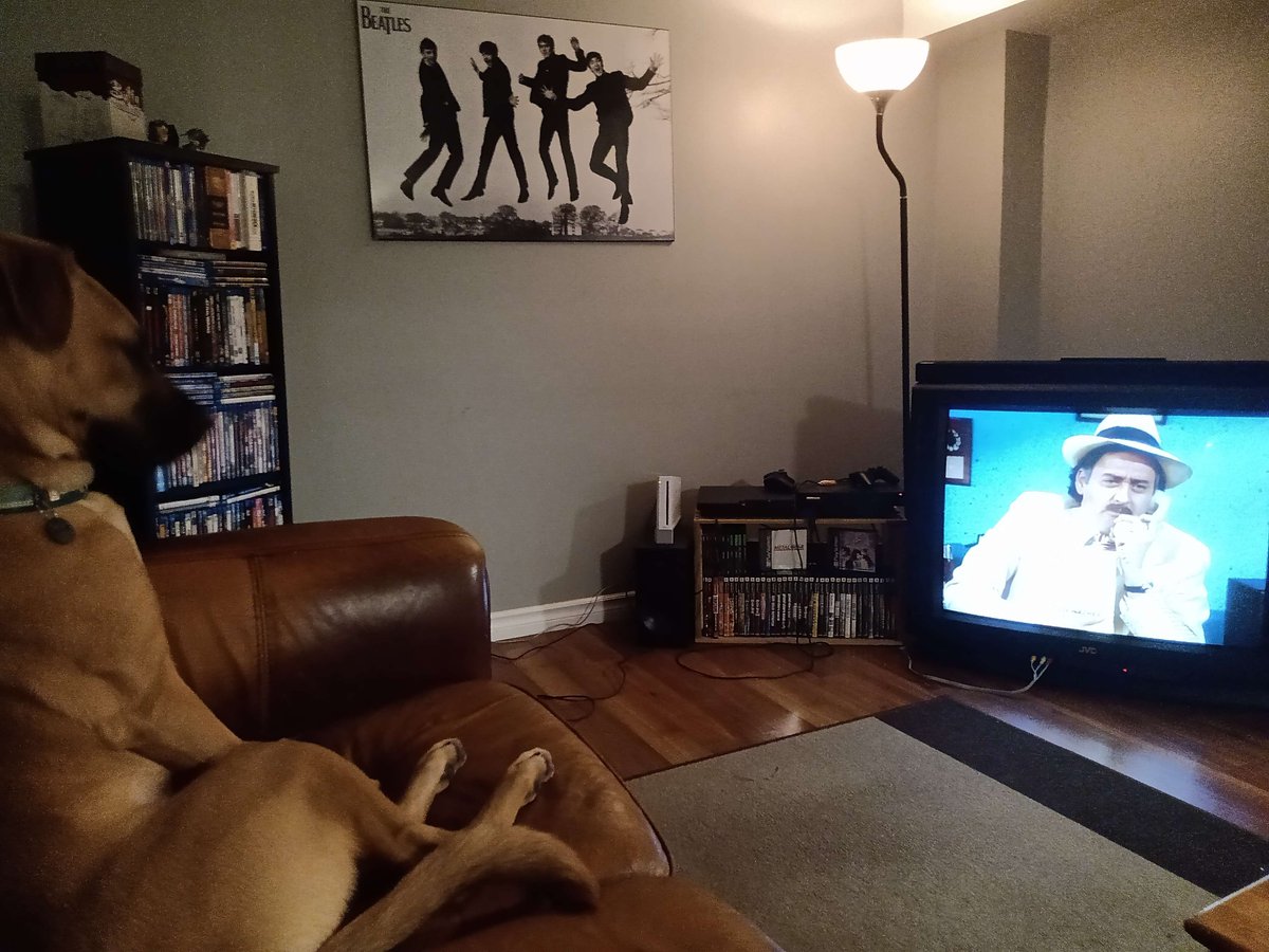 RyanTheConsumer's tweet image. Honey waiting patiently for Dogsmoke to be on.