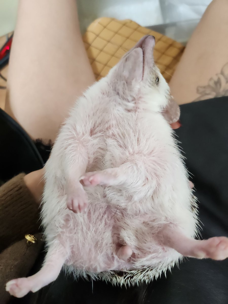 핑크배 공개는 참을 수 없쇀