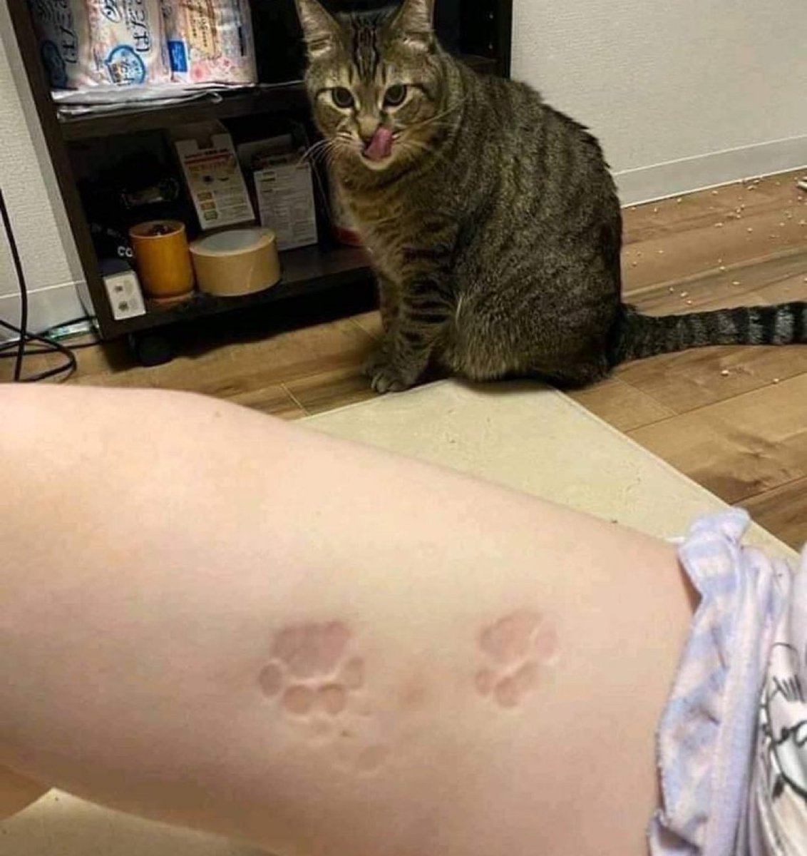 Gekikawa_Dbts's tweet image. ネコ流のキスマークか