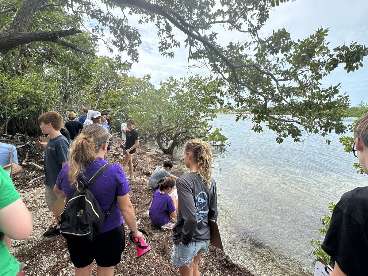 Sigsbee Charter (@sigsbeesailfish) on Twitter photo Seventh grade students are exploring mangroves as part of their problem-based-learning study <a href="/dodeagrants/">DoDEA ETAC</a> Seventh grade students are exploring mangroves as part of their problem-based-learning study <a href="/dodeagrants/">DoDEA ETAC</a>