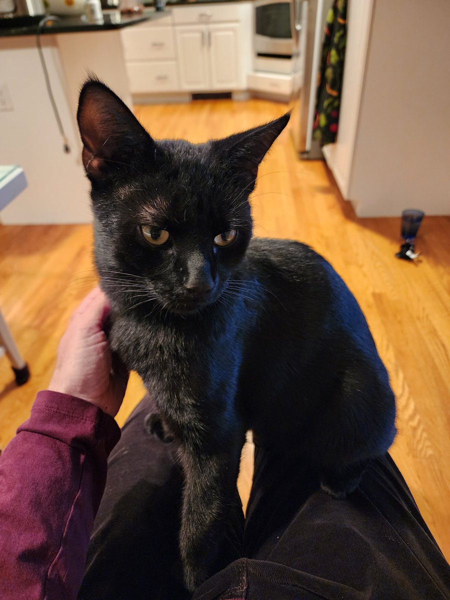 Happy cat day from our newest void.