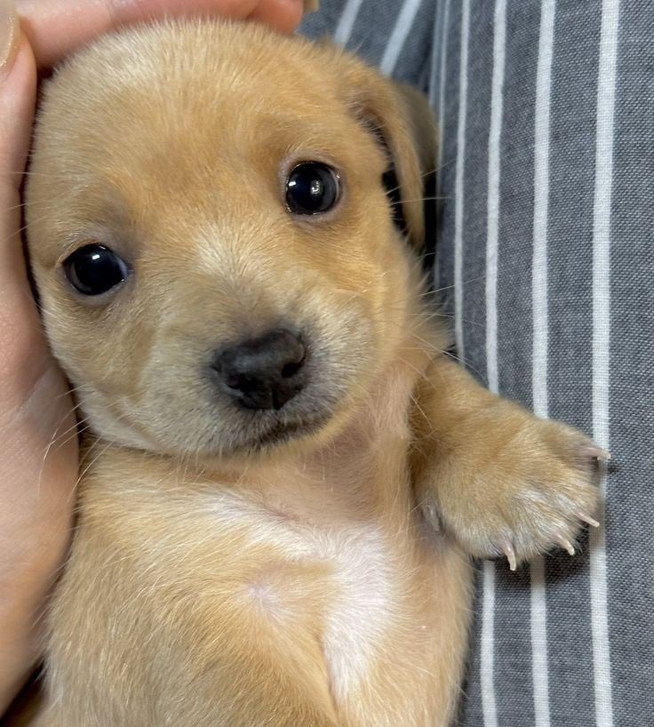 Sharkfrot's tweet photo. This is me,,,, Still cute even though the world is cruel https://t.co/oWsdAXpNj0