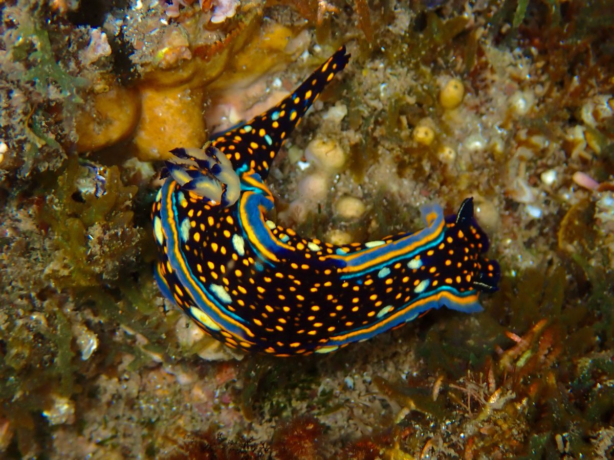 belostomatid's tweet photo. A little birdie told me itβs #seaslugday! Here are a few of the marvellous molluscs Iβve had the opportunity to photograph. Species ID and locale in the image descriptions! Mollusca is such a fascinating and exquisite phylum of animalsβ¦ https://t.co/MyCYb9WZOl