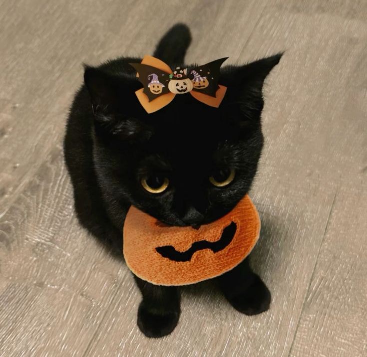 Catsillyness's tweet photo. She wants lots of candy this Halloween 🍫🍬🍭 https://t.co/Zi8MoYCPku