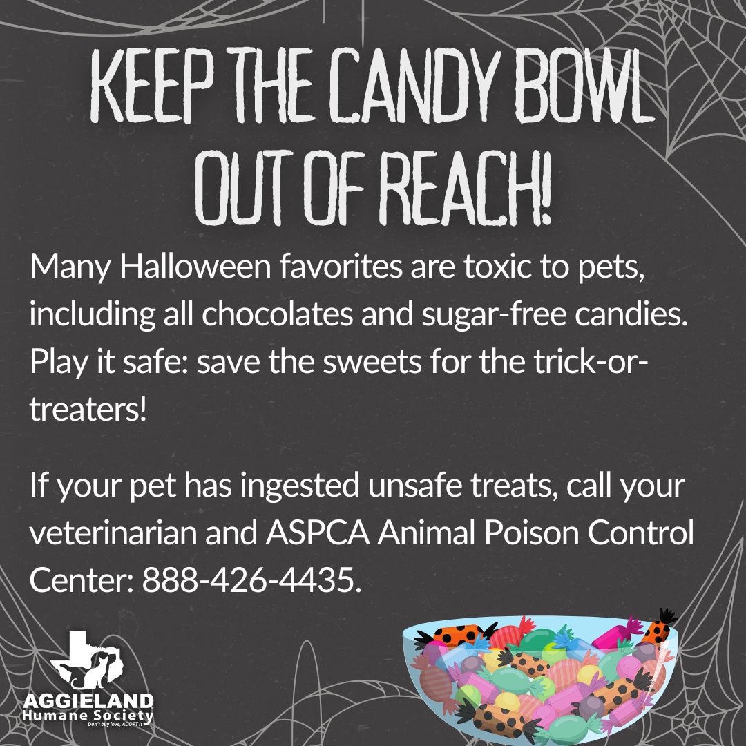 AggielandHumane's tweet image. KEEP YOUR FURRY FRIENDS SAFE THIS HALLOWEEN! 🎃👻
Check out these tips to ensure a fun and fright-free night for your pets! 

A thread 🧵