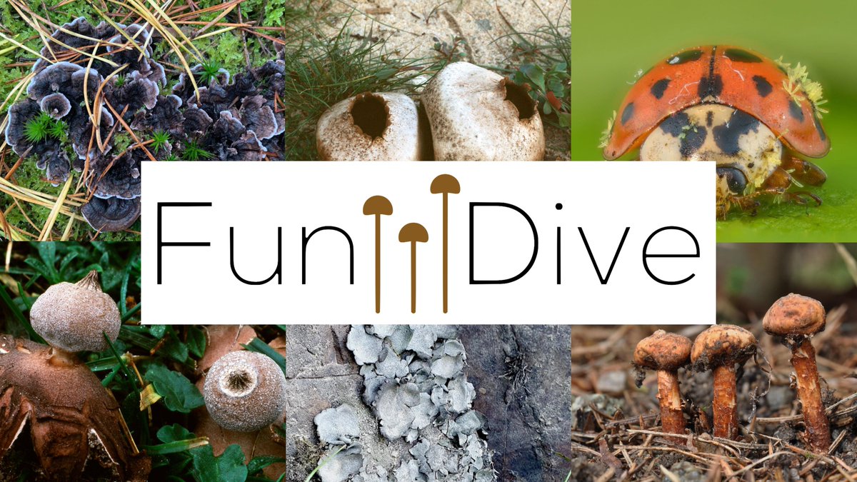 FunDive tweet media