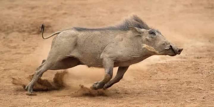 jiiniyas's tweet photo. @Dr_M_Alkandari يا خنزير قبح الله وجهك 😂 https://t.co/sbTrpwbdqS