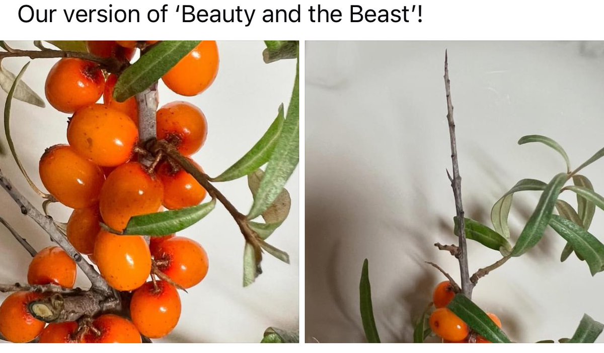 Our version of ‘Beauty and the Beast’
#Seabuckthorn #thorny #superfruit #organic #yxe