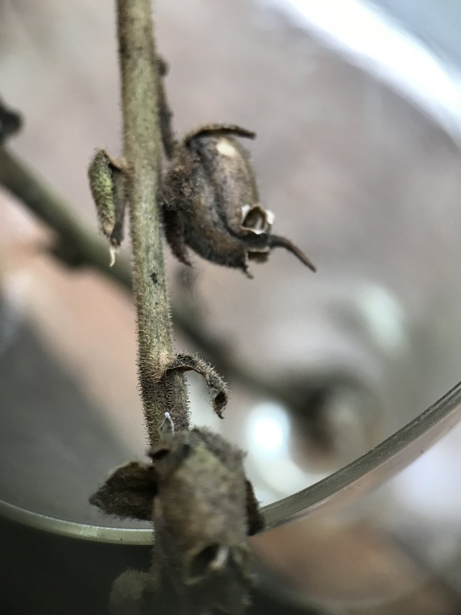 Antirrhinum seed heads really do look rather fantastic this time of year!

#Mementomori #snapdragons #grotesques