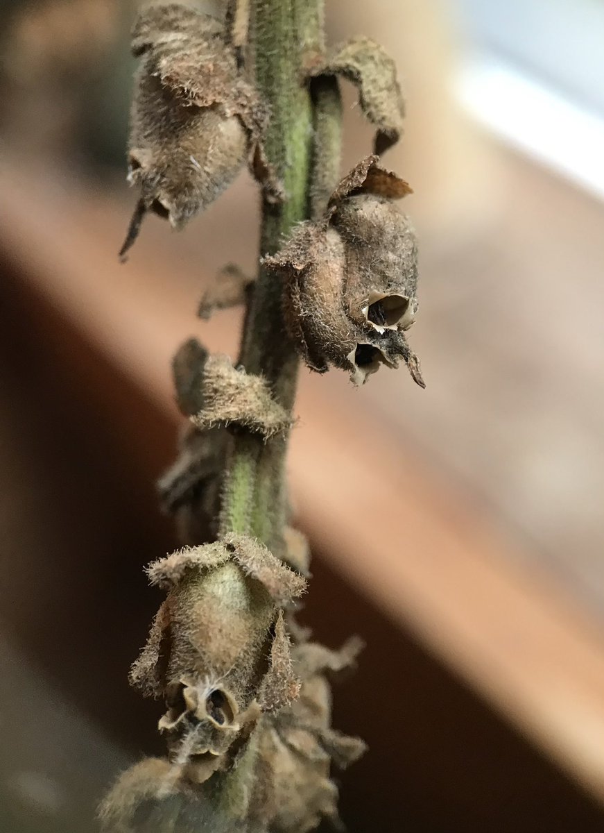 jonesandfraser's tweet image. Antirrhinum seed heads really do look rather fantastic this time of year!

#Mementomori #snapdragons #grotesques
