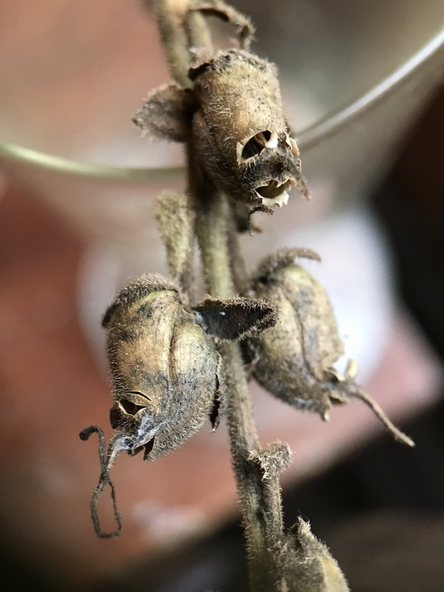 jonesandfraser's tweet image. Antirrhinum seed heads really do look rather fantastic this time of year!

#Mementomori #snapdragons #grotesques