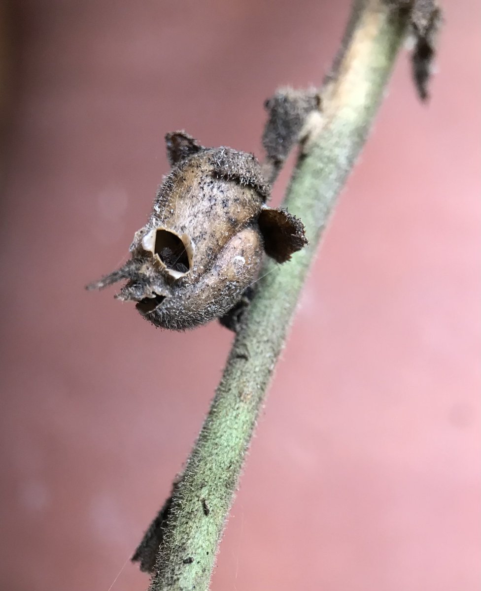 jonesandfraser's tweet image. Antirrhinum seed heads really do look rather fantastic this time of year!

#Mementomori #snapdragons #grotesques