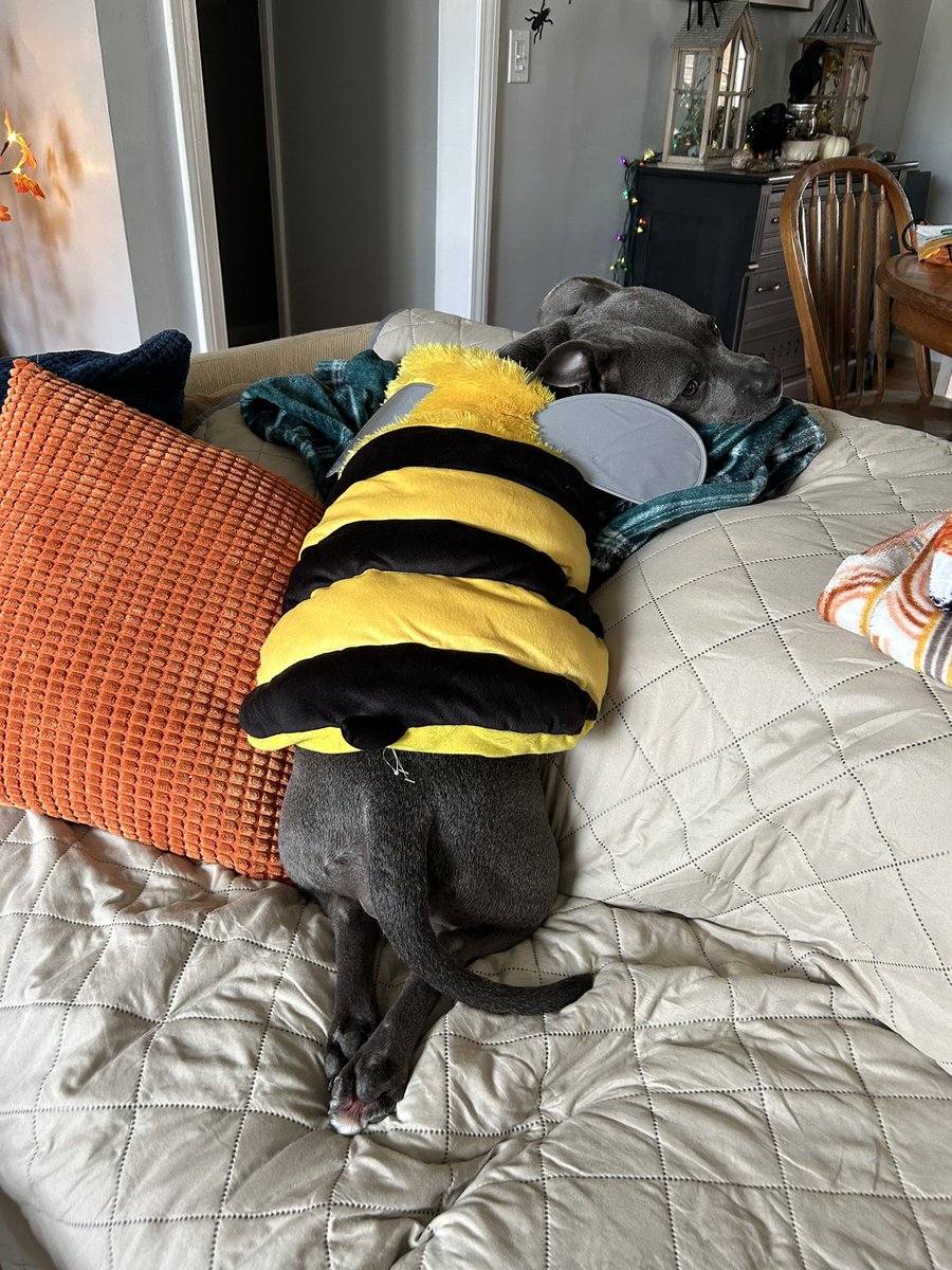 Poppy is waiting for Halloween 🎃