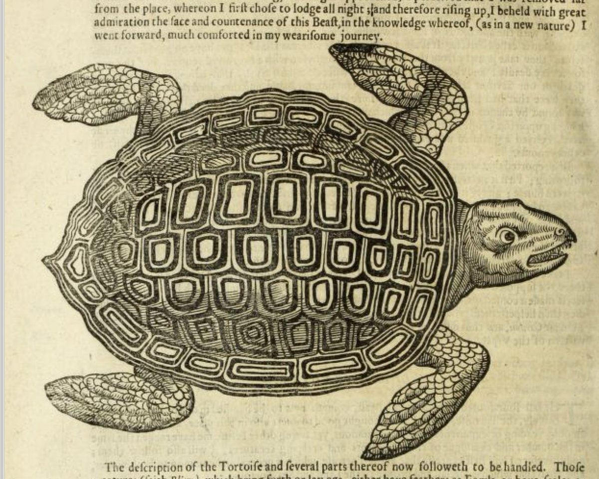 The Pulter Project tweet media