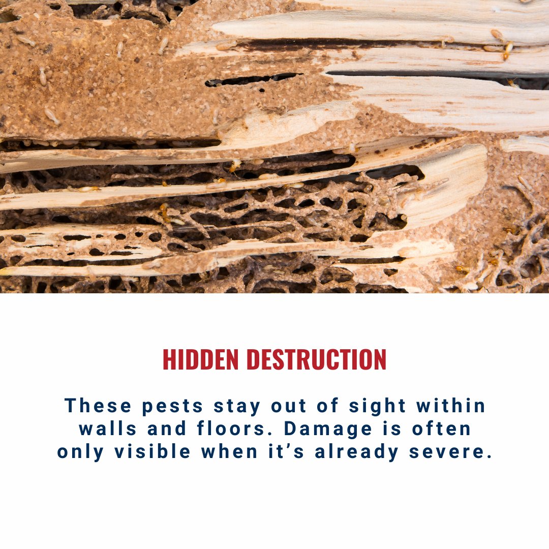 BessieW80006857's tweet image. Knoxville Homeowners: Termites could be damaging your home right now – and you might not even know it! Protect your investment with regular inspections and prevent costly repairs. 🛠️ #KnoxvilleRealEstate #HomeMaintenance #TermiteProtection