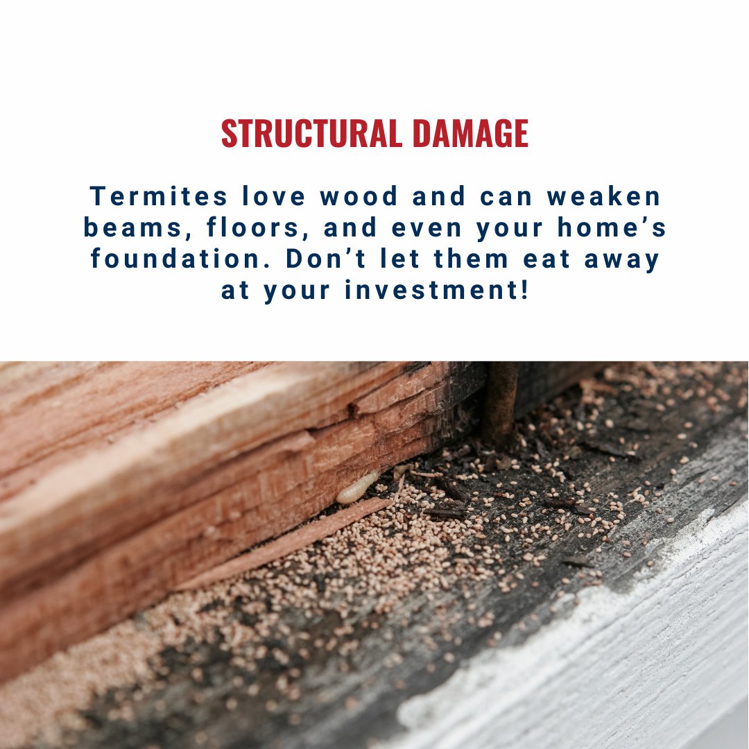 BessieW80006857's tweet image. Knoxville Homeowners: Termites could be damaging your home right now – and you might not even know it! Protect your investment with regular inspections and prevent costly repairs. 🛠️ #KnoxvilleRealEstate #HomeMaintenance #TermiteProtection