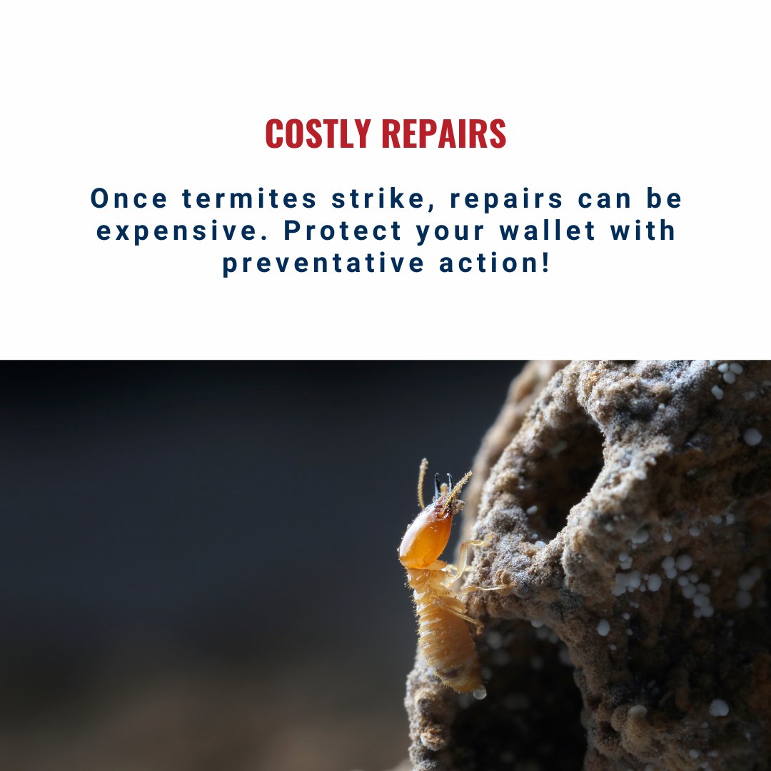 BessieW80006857's tweet image. Knoxville Homeowners: Termites could be damaging your home right now – and you might not even know it! Protect your investment with regular inspections and prevent costly repairs. 🛠️ #KnoxvilleRealEstate #HomeMaintenance #TermiteProtection