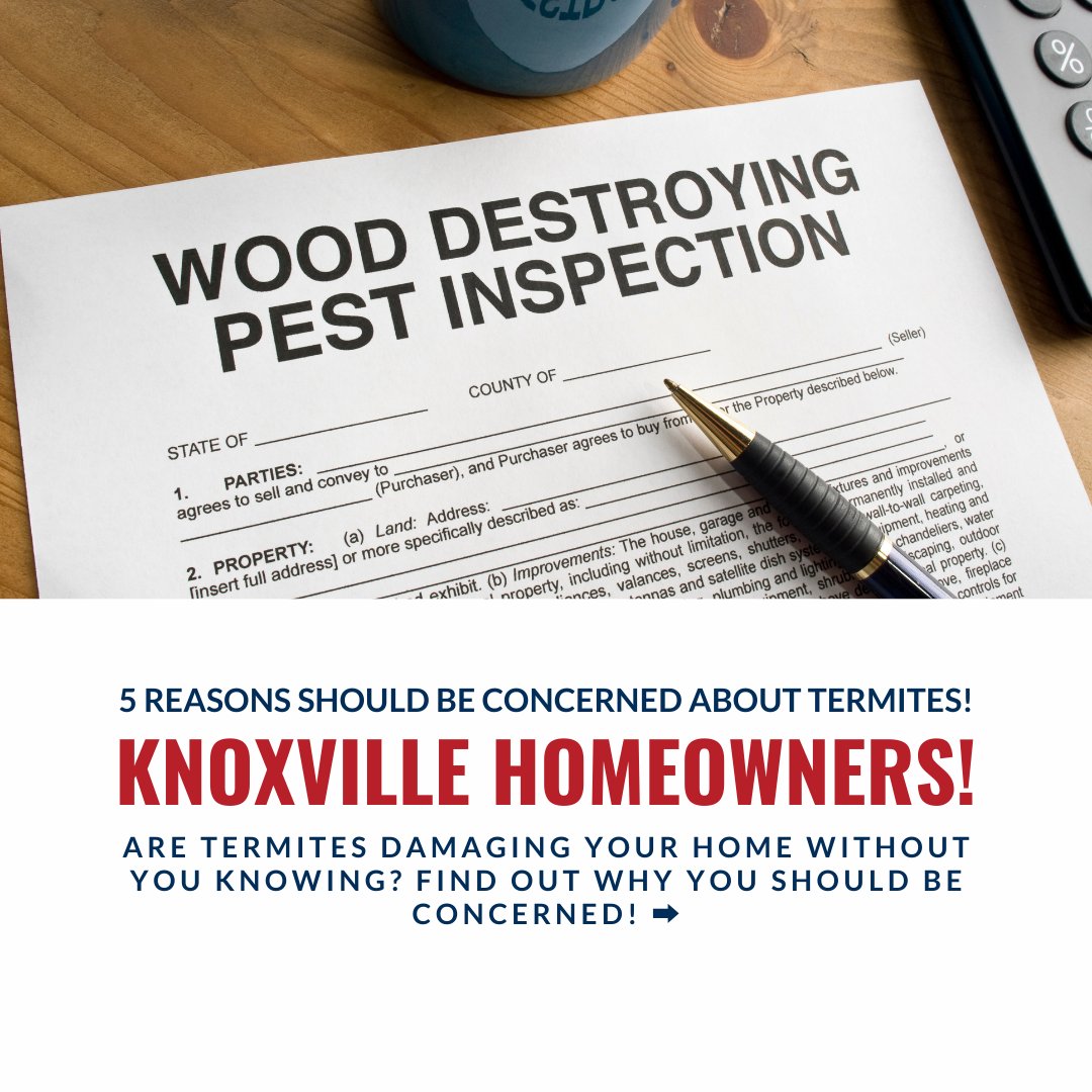 BessieW80006857's tweet image. Knoxville Homeowners: Termites could be damaging your home right now – and you might not even know it! Protect your investment with regular inspections and prevent costly repairs. 🛠️ #KnoxvilleRealEstate #HomeMaintenance #TermiteProtection