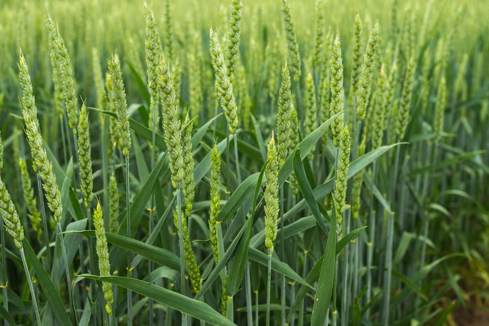 Mitre y el Campo (@mitreyelcampo) on Twitter photo 📣 || Notorio ascenso de temperaturas en todo el área agrícola:
El que puede ingresar con una máquina en el lote ya lo está haciendo.
De esta manera, cabe recordar que en el norte ya se cosecharon los primeros lotes de trigo.
🎙️<a href="/MartinSteeman/">Martín Steeman</a> 📣 || Notorio ascenso de temperaturas en todo el área agrícola:
El que puede ingresar con una máquina en el lote ya lo está haciendo.
De esta manera, cabe recordar que en el norte ya se cosecharon los primeros lotes de trigo.
🎙️<a href="/MartinSteeman/">Martín Steeman</a>