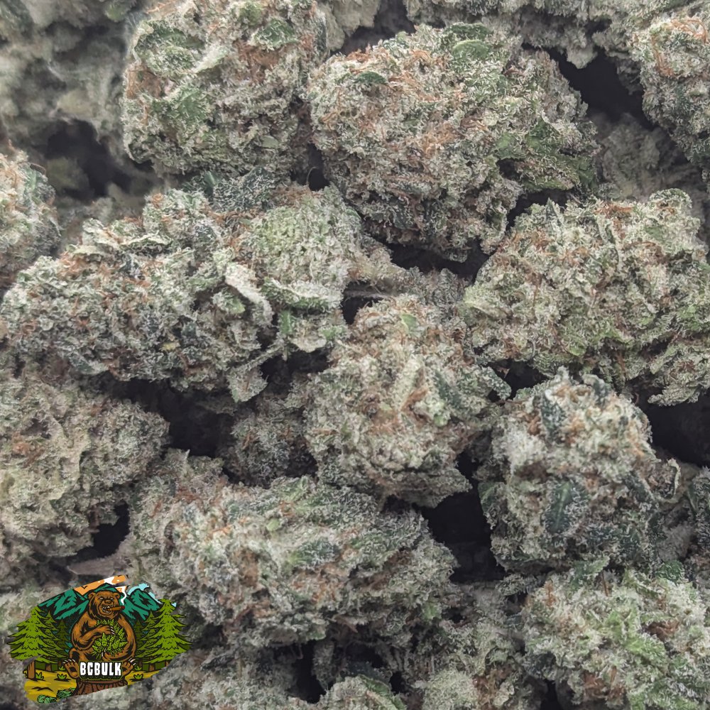 BulkCannabiscc's tweet photo. Shiatsu Kush at https://t.co/YUbgYeJS3Y Online Dispensary Canada       

#420friendly #cannabisculture #CannabisCommunity #weedlovers #stonerfam #bcbud #dank #livingsoil #lsoweed https://t.co/yOhQYogu7J