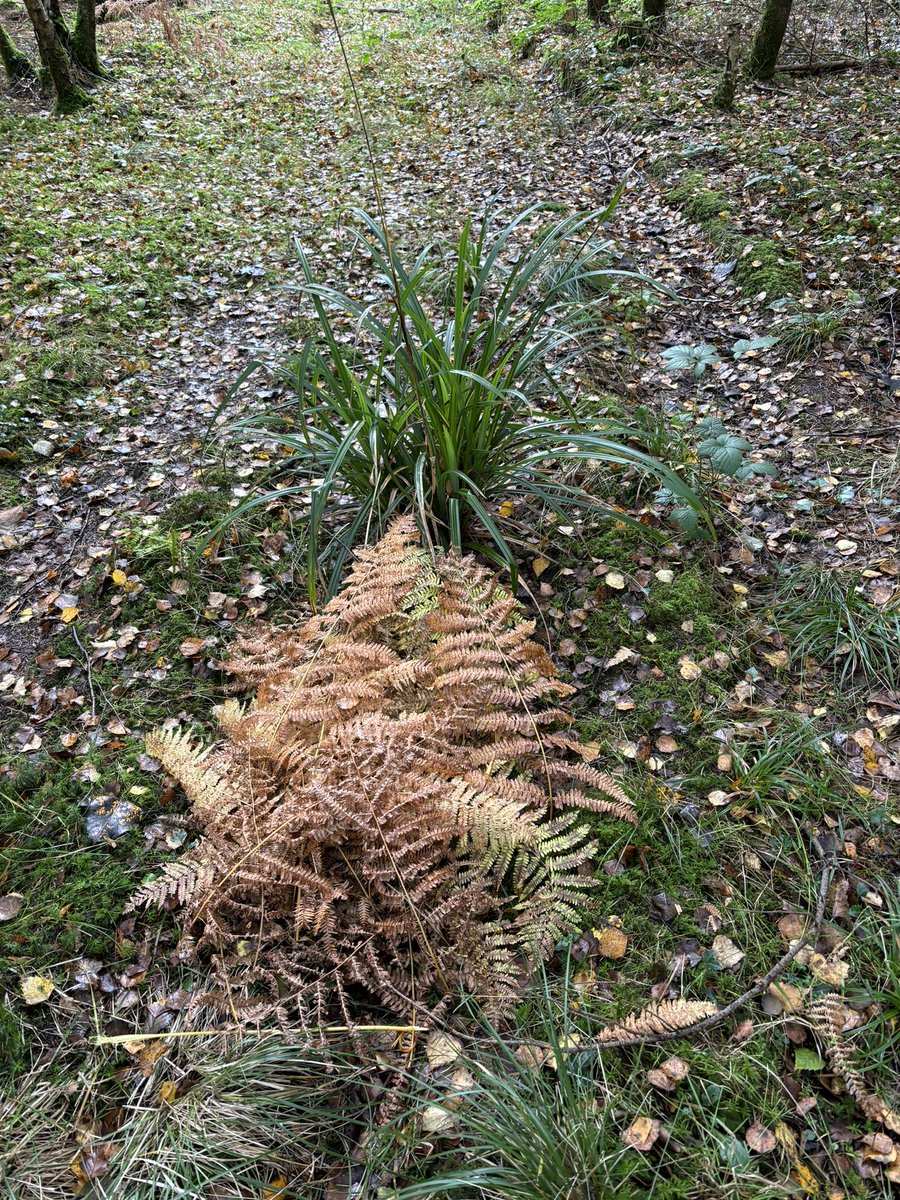 Compost looks, fungi and….a pineapple? 
More fun in the woods with <a href="/youth_adventure/">Youth Adventure Trust</a>