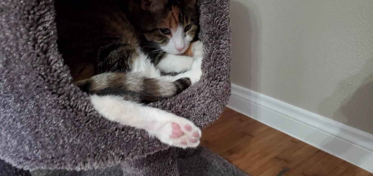 NapCatt's tweet photo. My baby is finally home!! It has been a long 3 months without her. So happy to have her here with me. 
#cats #toebeans #cuteness https://t.co/EhpU34b7b9