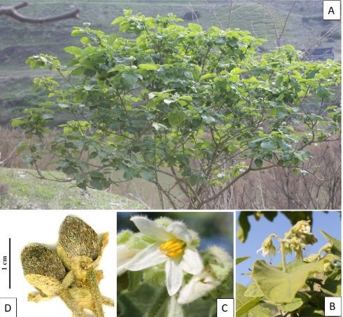 New records of three alien Solanum species in Morocco 

doi.org/10.15560/20.2.… 

#Alienﬂora #chorology #xenophyte #NorthAfrica #checklist #checklistjournal #pensoftpublishers