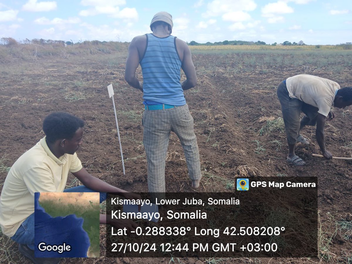 ScrpSomalia's tweet photo. With the onset of the anticipated Deyr rains, land prep & sowing for the 3rd consecutive season of seed variety testing has begun in Kismayo, Baidoa, & Jowhar research stations! Supported by @MOASomalia in partnership with @SystemsSeed under @ScrpSomalia Seed Systems Recovery Initiative. This effort aims to provide Somali farmers with high-yielding, drought-tolerant maize, sorghum, cowpea & mung bean varieties further enhancing national resilience building efforts.

#Agriculture #Resilience #Somalia #FoodSecurity

@MoF_Somalia @MOASomalia @MoPIED_Somalia @SystemsSeed