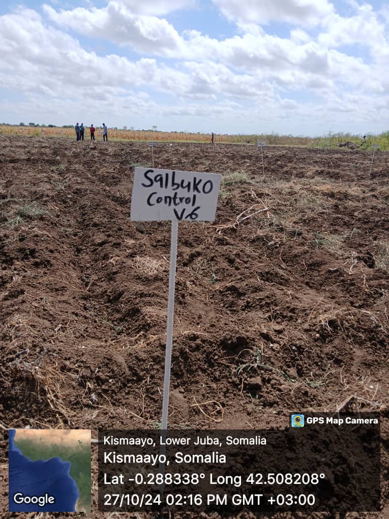 ScrpSomalia's tweet photo. With the onset of the anticipated Deyr rains, land prep & sowing for the 3rd consecutive season of seed variety testing has begun in Kismayo, Baidoa, & Jowhar research stations! Supported by @MOASomalia in partnership with @SystemsSeed under @ScrpSomalia Seed Systems Recovery Initiative. This effort aims to provide Somali farmers with high-yielding, drought-tolerant maize, sorghum, cowpea & mung bean varieties further enhancing national resilience building efforts.

#Agriculture #Resilience #Somalia #FoodSecurity

@MoF_Somalia @MOASomalia @MoPIED_Somalia @SystemsSeed