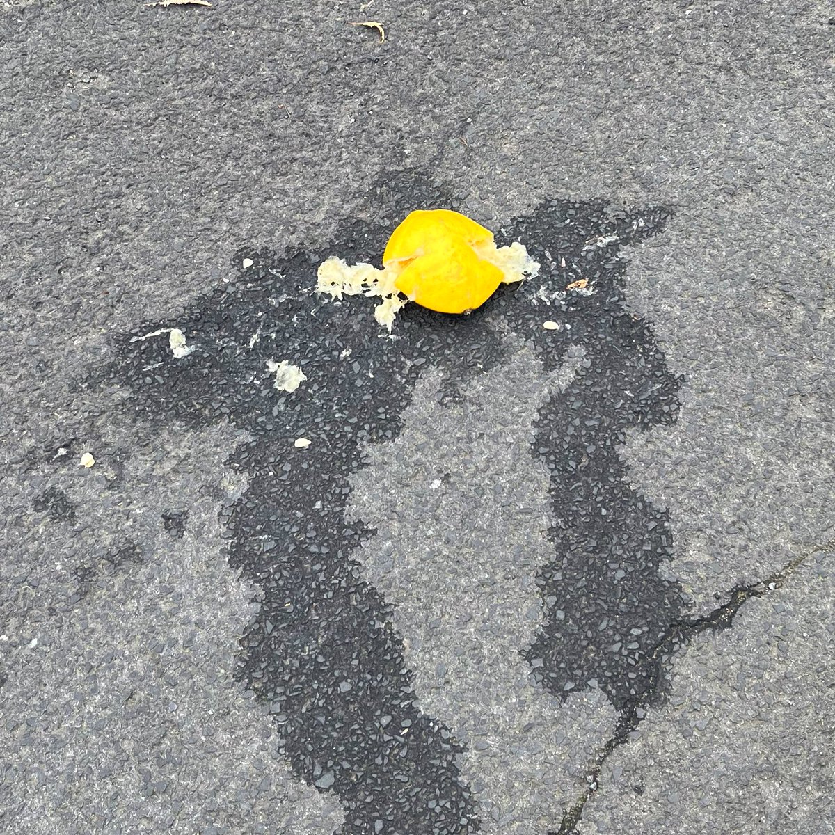 AlanaInPyjamas's tweet photo. The lemons life gives me: https://t.co/1OSuxSZvxt