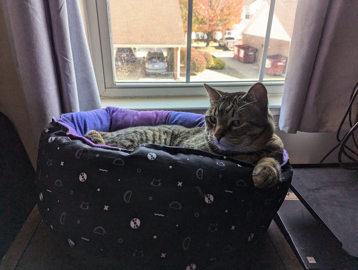 Drisoth's tweet image. Why does my cat look like he's in a hot tub on a yacht.