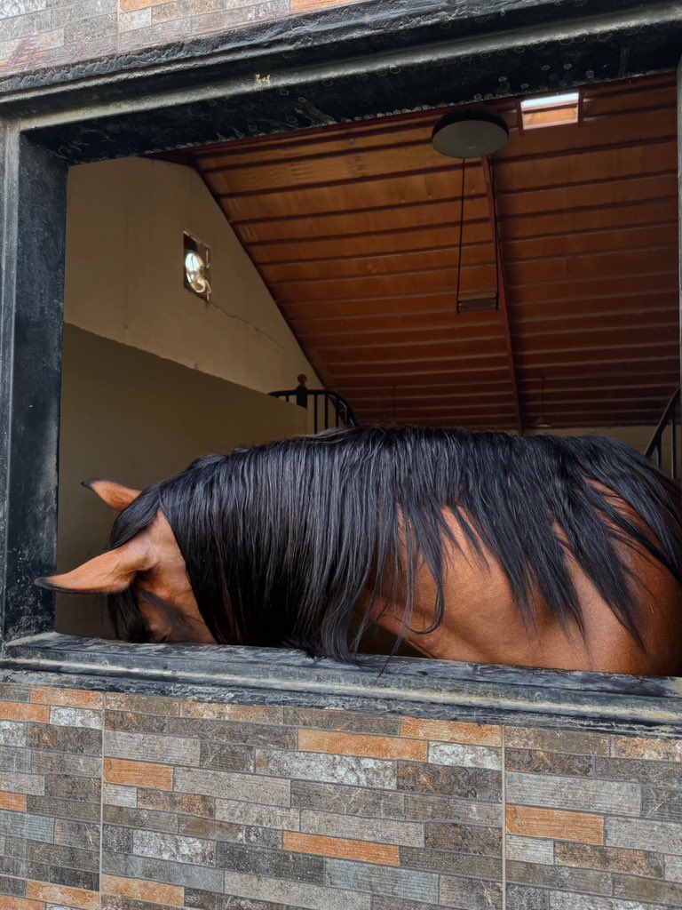 akamimaaa's tweet photo. A day in the stable 🤍! https://t.co/P88mp3W3vV