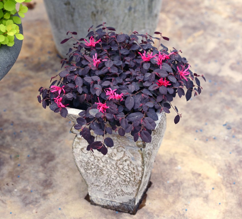 Tip for Overwintering Perennials and Shrubs in Containers:
In order to overwinter a perennial or shrub in a container outside, it needs to be two zones hardier than the zone you live in.
Get more tips from <a href="/Proven_Winners/">Proven Winners</a>  provenwinners.com/overwintering-…