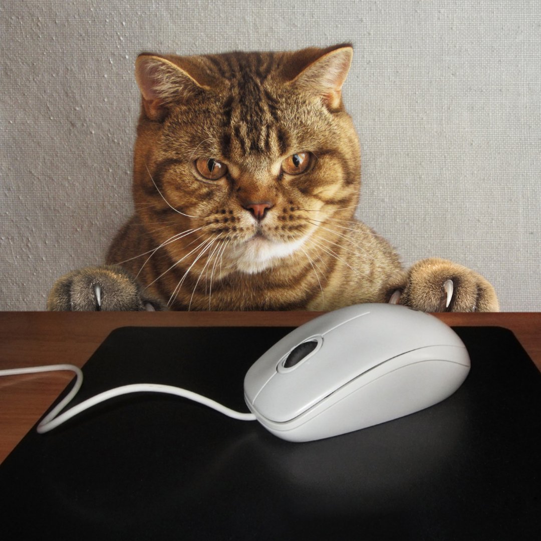 Capital IDEA Houston tweet media