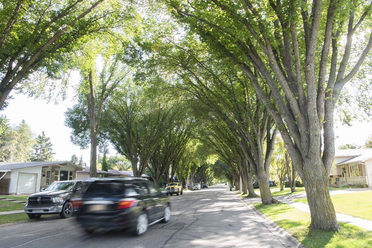 DustinBajer's tweet photo. I painted out the elm trees in an Edmonton neighbourhood, and I hate it.
#yeg #yegtrees #yegcc #stopded #dutchelm https://t.co/MLfUNTcdQZ