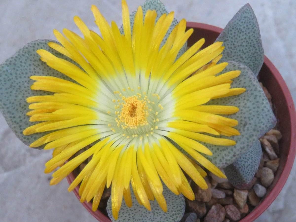 Khaph's tweet photo. A big yellow flower on Pleiospilos compactus subsp. canus #Pleiospilos #mesembs #HouseplantHour #succulents https://t.co/h8NvadcK6Q