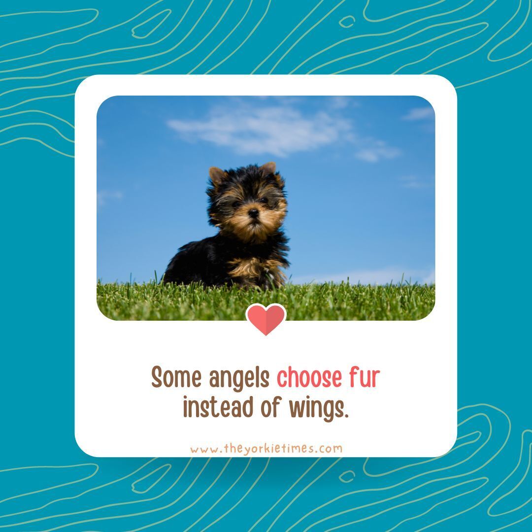 Yorkies have a way of making every day extraordinary. bit.ly/3p8tMYv