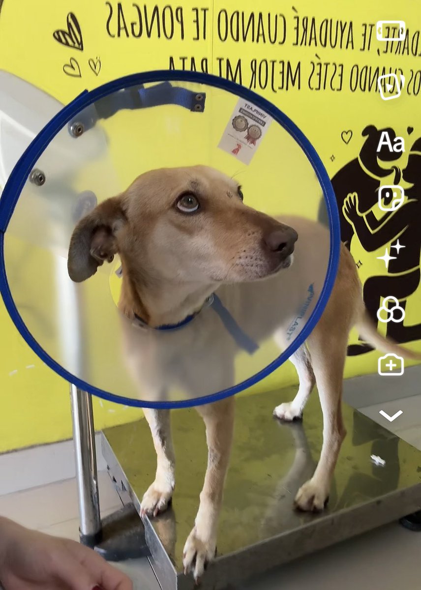 Macla Yamada tweet media