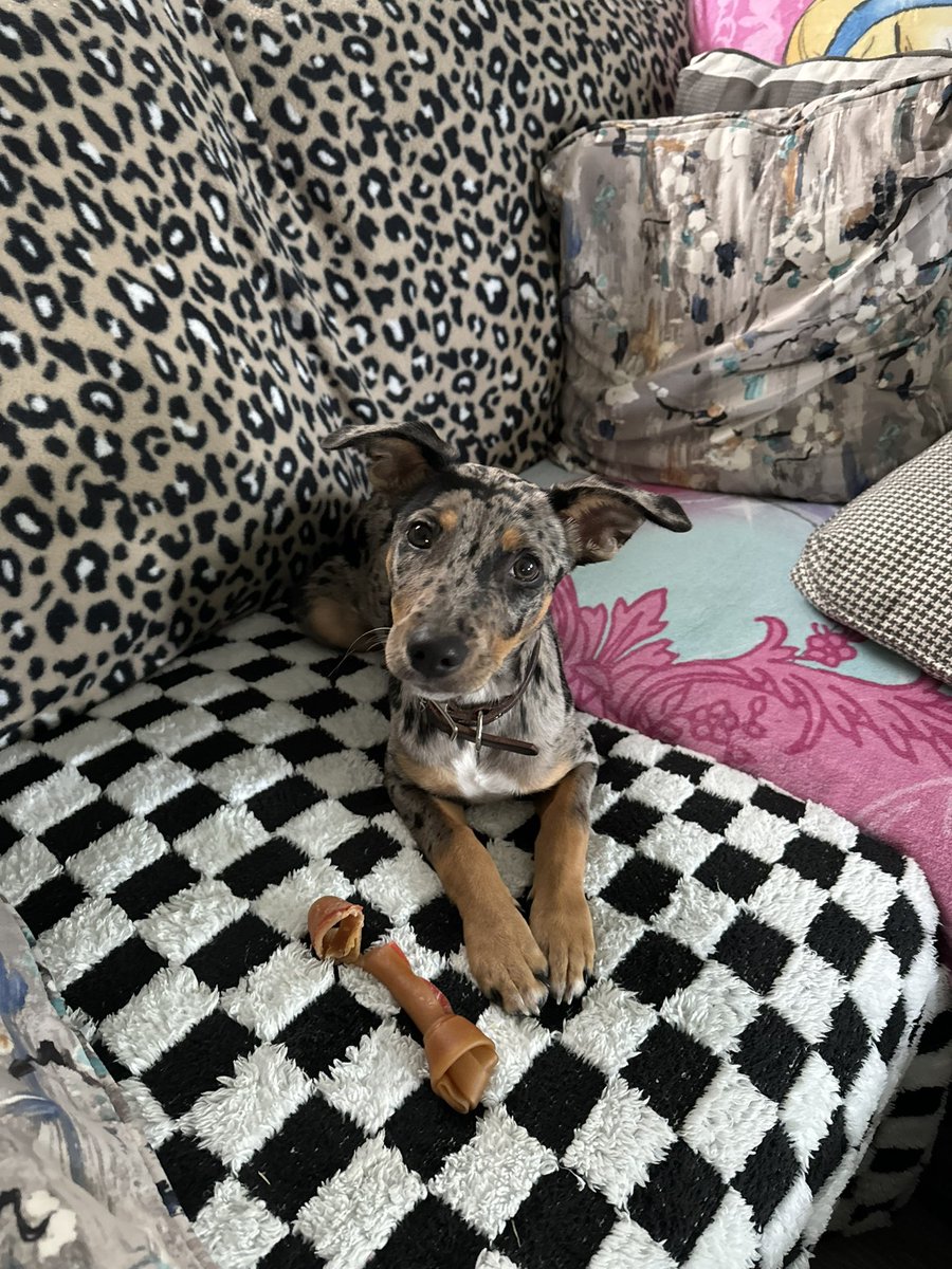 Trying to find a loving home for our sweet pup Callie. She is 5 months old, up to date on shots, mostly potty trained. With school and basketball and no fence she doesn’t get the chance to run or the attention she deserves. She is a Catahoula and rat terrier mix.