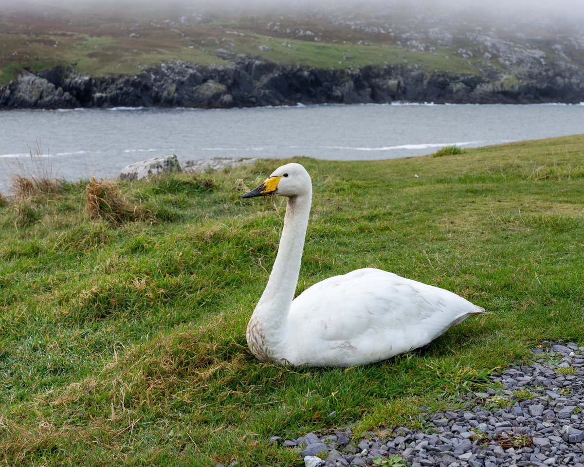 Dursey Island, Co Cork, Ireland - Highlights - Merlin, Snow Bunting, Black Redstart &amp; Whooper Swan. #Irishbirding