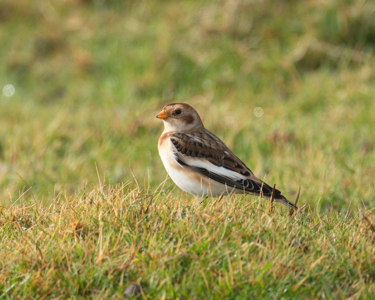 BirderJB's tweet photo. Dursey Island, Co Cork, Ireland - Highlights - Merlin, Snow Bunting, Black Redstart &amp; Whooper Swan. #Irishbirding https://t.co/SSnBjK9DLo