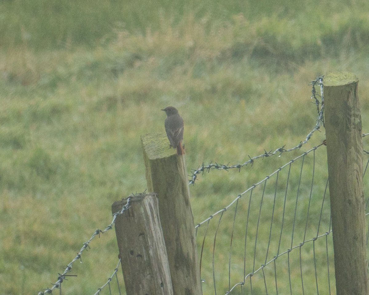 BirderJB's tweet photo. Dursey Island, Co Cork, Ireland - Highlights - Merlin, Snow Bunting, Black Redstart &amp; Whooper Swan. #Irishbirding https://t.co/SSnBjK9DLo