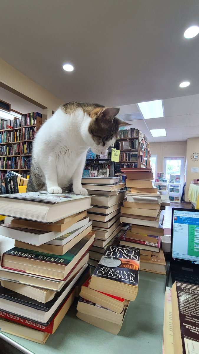 BooksKona's tweet photo. Happy National Cat Day.  This is Tobi, overseeing my work with minor criticism. https://t.co/Bb8ABZ3W8c