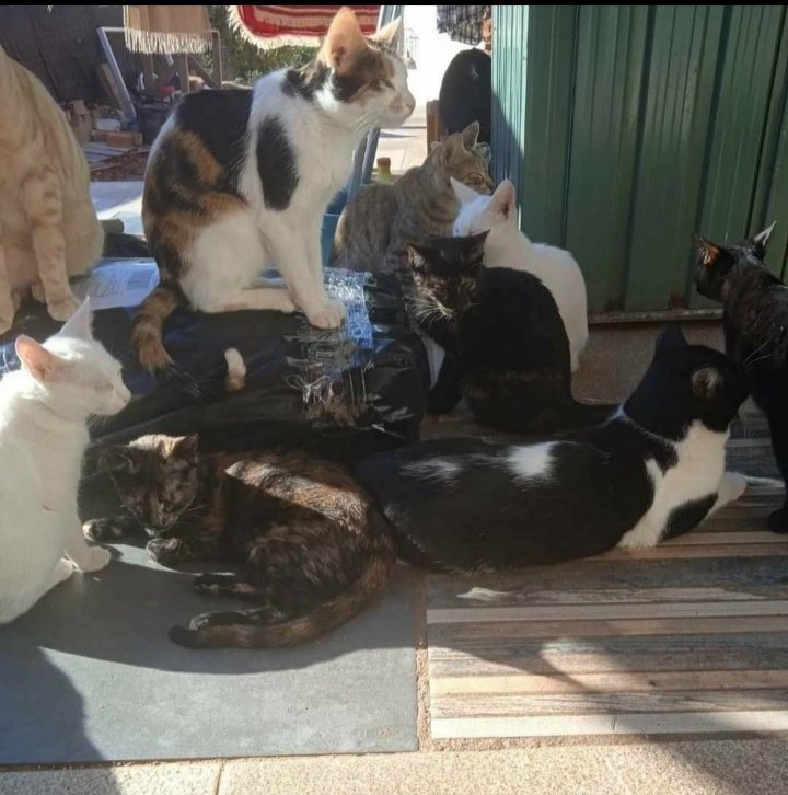 Marisa84157935's tweet photo. #SorteoSolidario para alimentar Colonia 120 gatos y 4 perros #Helechal
Lote 3 detalles para sortear a 0,50€/n°,100 números venta
Sorteo al finalizar todos números,coincidiendo con últimas 2 cifras ONCE
#colaboración y #difusión🙏
BIZUM639253791
oteizabego@gmail.com
Descripción👇 https://t.co/O6RHAWEPzK