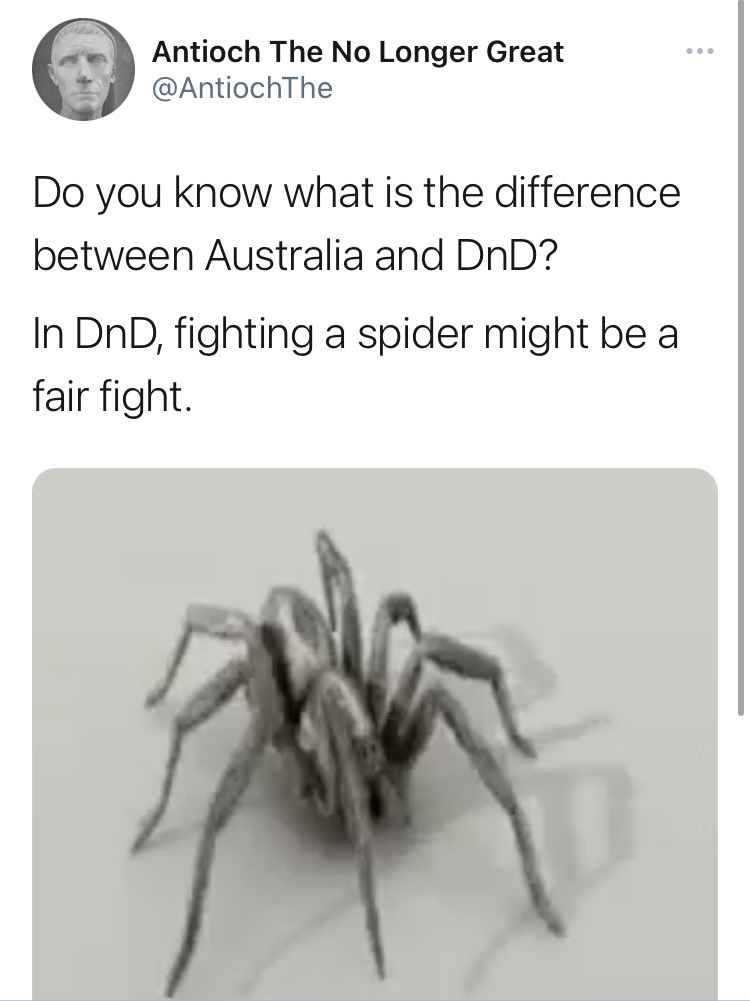gnomedepot's tweet photo. Spiders #gnomedepot https://t.co/s0l7s571rt